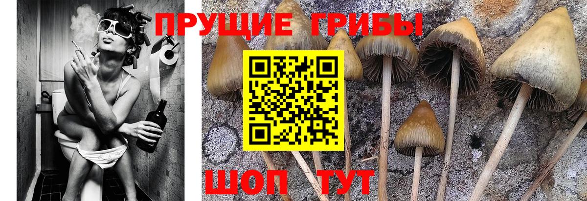 Чернушка  Галлюциногенные грибы прущие грибы  Галлюциногенные грибы Psilocybe  Вход с VPN 